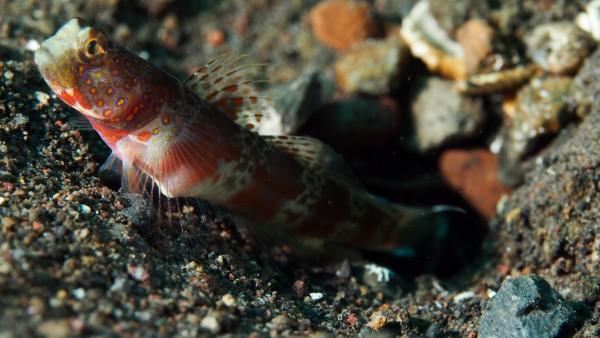 Gobi and Shrimp by Michael Brown